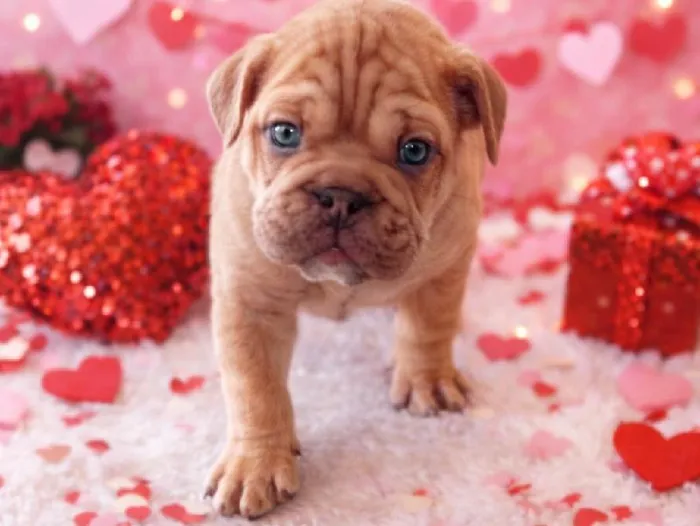 Male English Bulldog Puppy for Sale in Winchester, VA