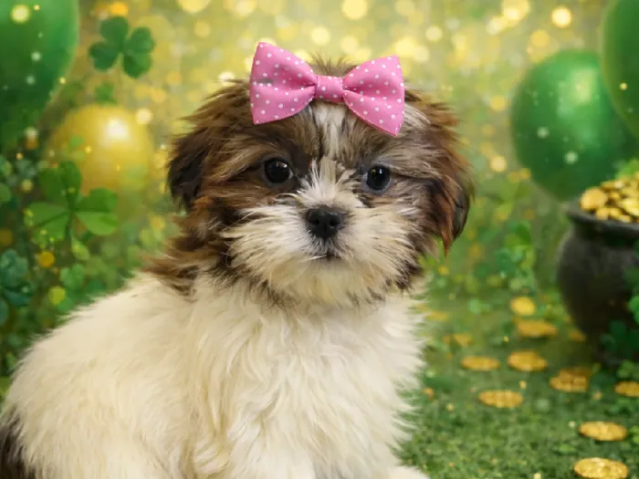 Female Shih Tzu Puppy for Sale in Winchester, VA
