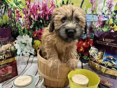 Female Soft Coated Wheaten Terrier Puppy for Sale in Winchester, VA