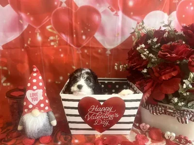 Male Cavachon Puppy for Sale in Winchester, VA