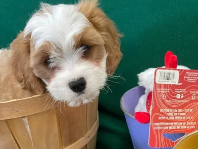 Male Cavachon Puppy for Sale in Harrisonburg, VA