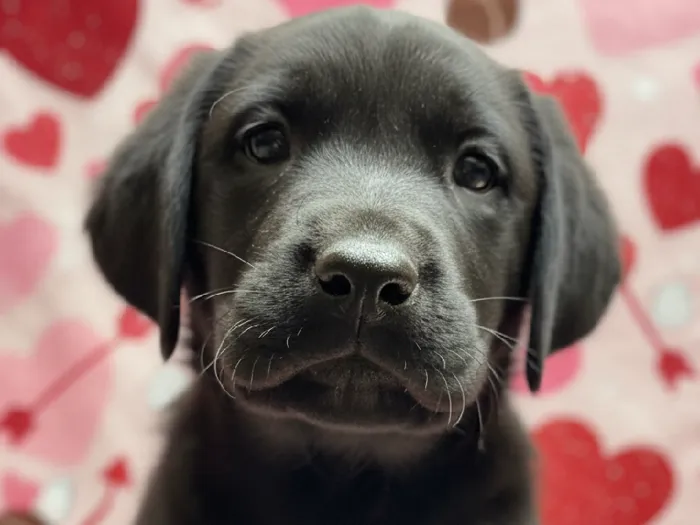 Male Labrador Retriever Puppy for Sale in Winchester, VA