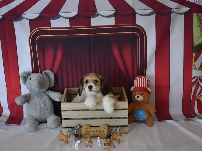 Female CockaChon Puppy for Sale in Winchester, VA