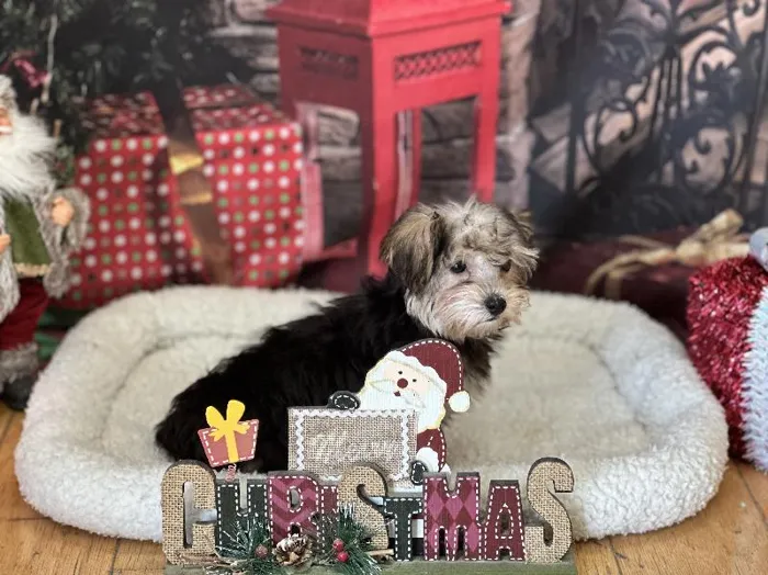 Female Yorkie/poo Puppy for Sale in Winchester, VA