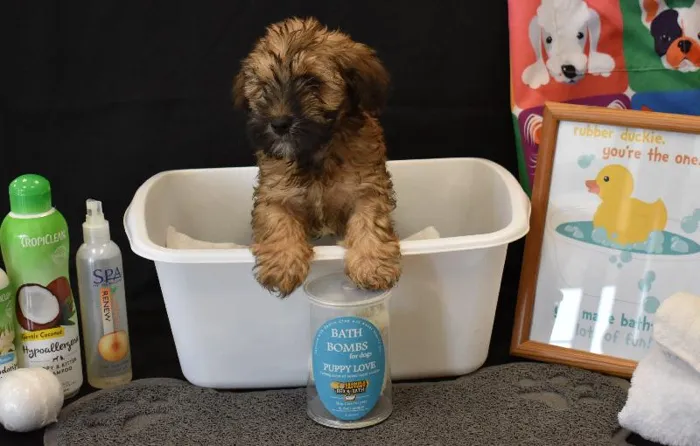 Male Mini Golden Whoodle Puppy for Sale in Winchester, VA