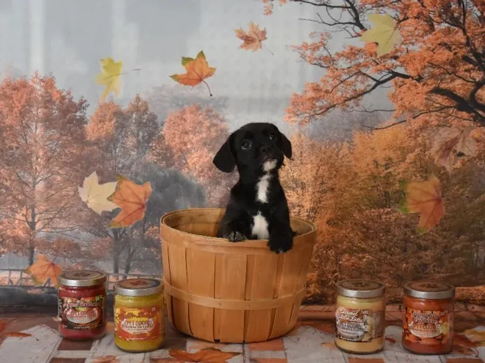 Male French Bulldog-Cavachon Puppy for Sale in Harrisonburg, VA