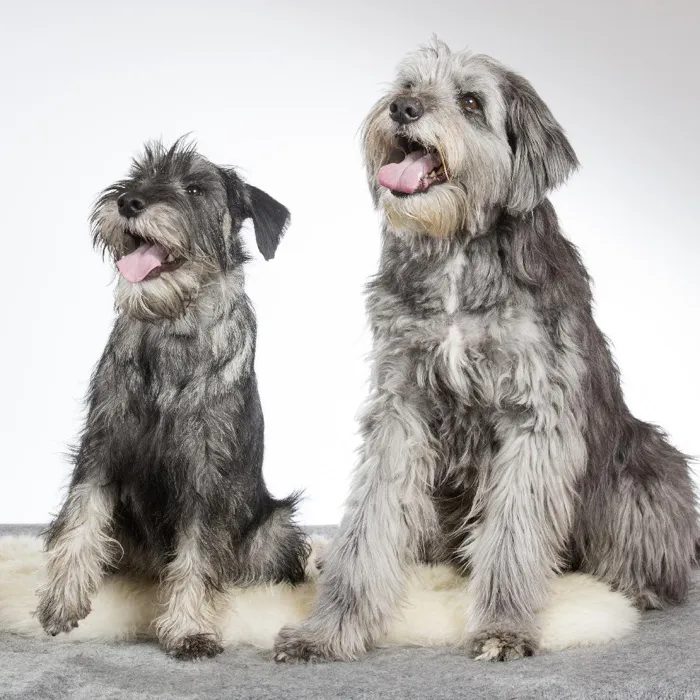 Standard Schnauzer Puppies for Sale