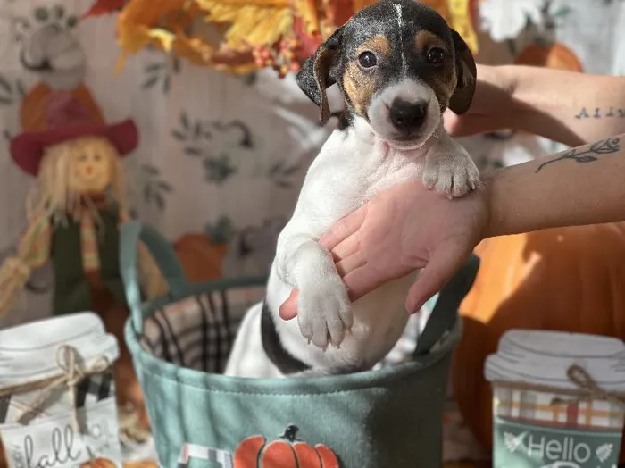 Male Jack Russell Terrier-Fox Terrier Puppy for Sale in Winchester, VA