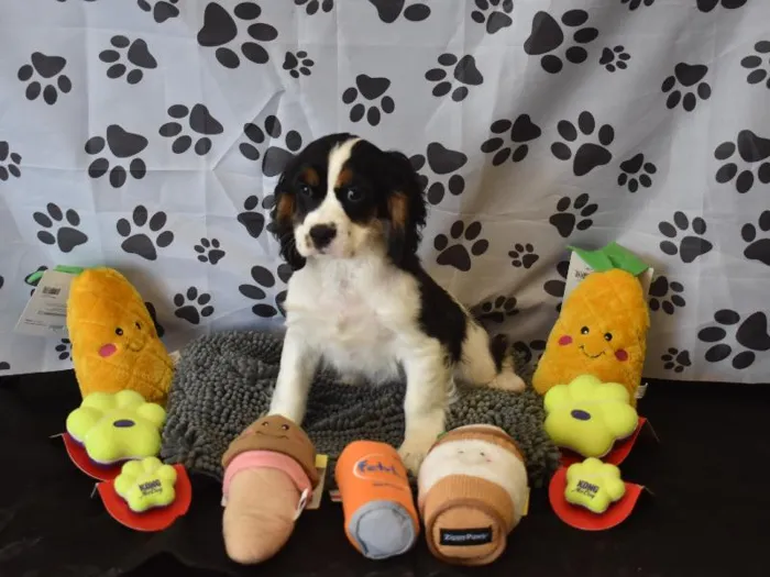 Male Cockalier Puppy for Sale in Winchester, VA