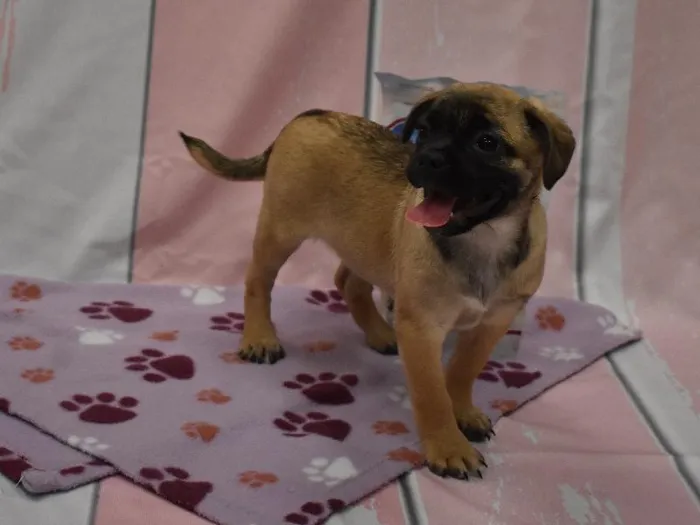 Female Jug Puppy for sale