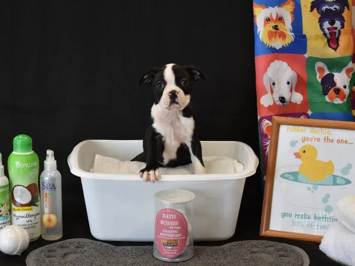 Female Bo-Jack Puppy for Sale in Winchester, VA