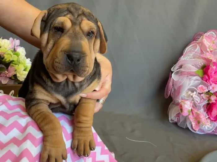 Female Beagle / Shar Pei Puppy for sale