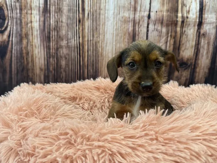 Male Yorkie-Jack Russell Terrier Puppy for Sale in Winchester, VA