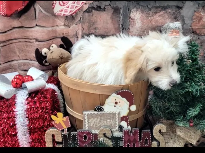 Male Pom-A-Poo Puppy for Sale in Winchester, VA