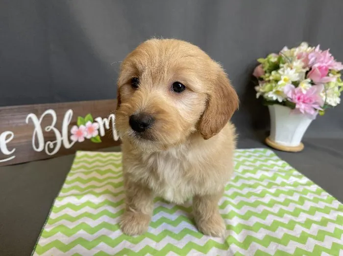 Male Goldendoodle (Golden Retriever/Poodle Puppy for sale