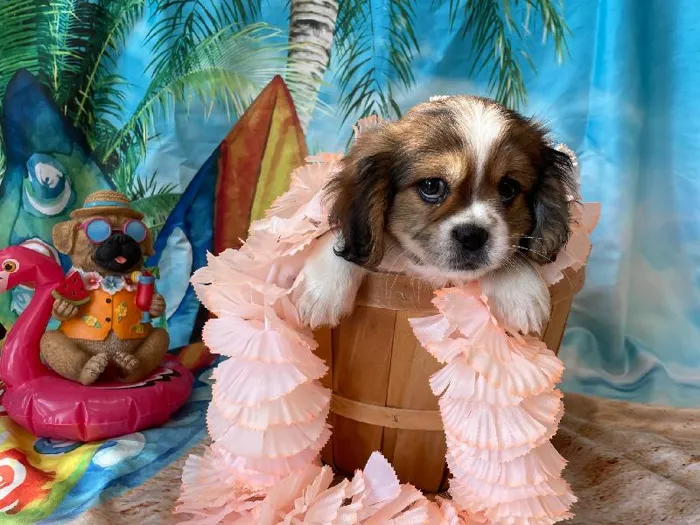 Male Cavatzu Puppy for sale