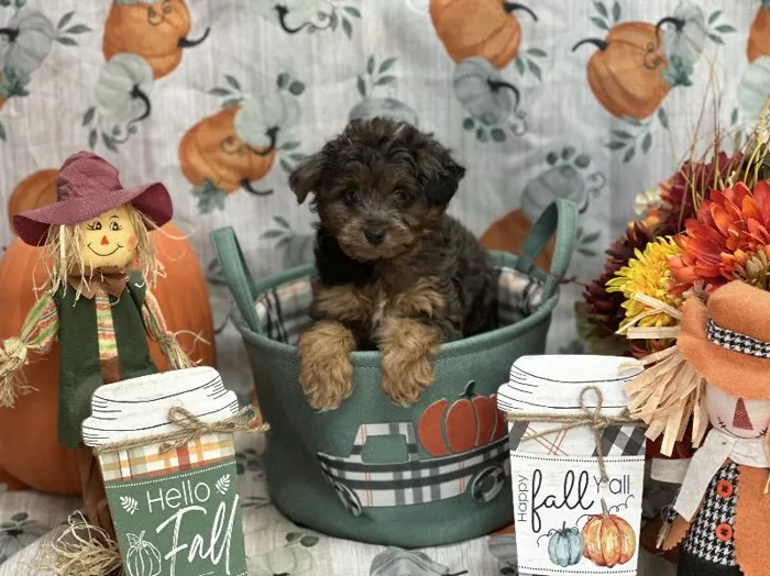 Male Miniature Aussie Poo Puppy for Sale in Winchester, VA