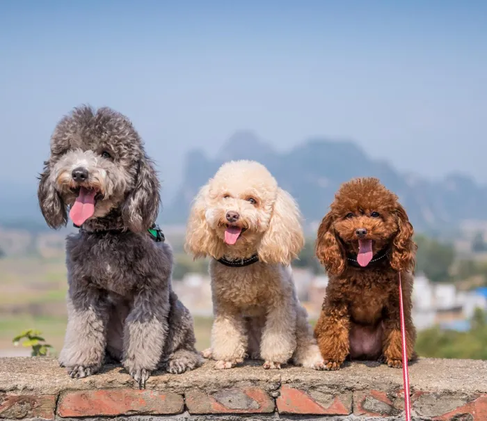 Poodle Puppies for Sale