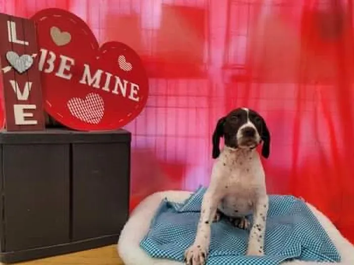 Male German Shorthair Pointer Puppy for sale