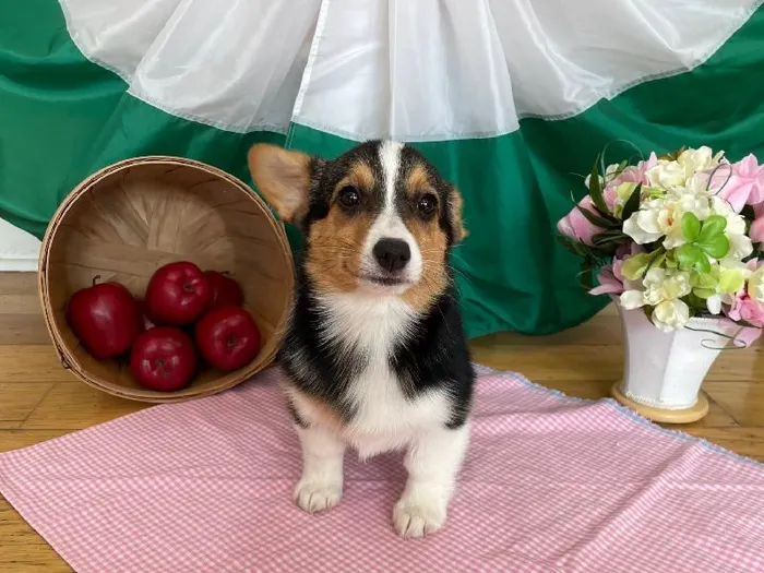 Female Welsh Corgi Puppy for sale