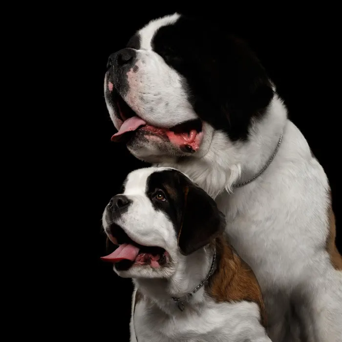 Saint Bernard Puppies for Sale