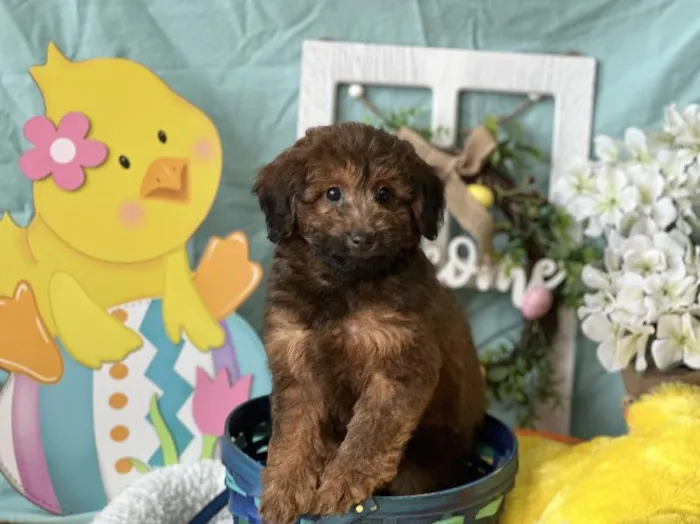 Male Miniature Goldendoodle Puppy for Sale in Winchester, VA