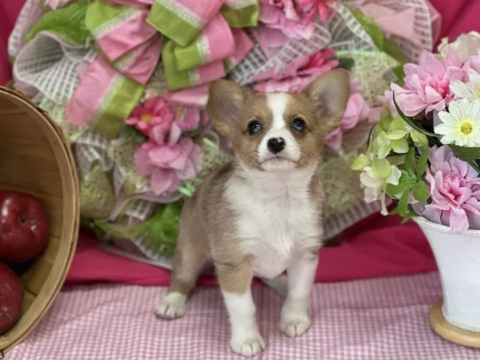 Female Australian Shepherd-Pembroke Welsh Corgi Puppy for Sale in Winchester, VA