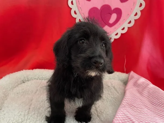 Female corgipoo Puppy for sale