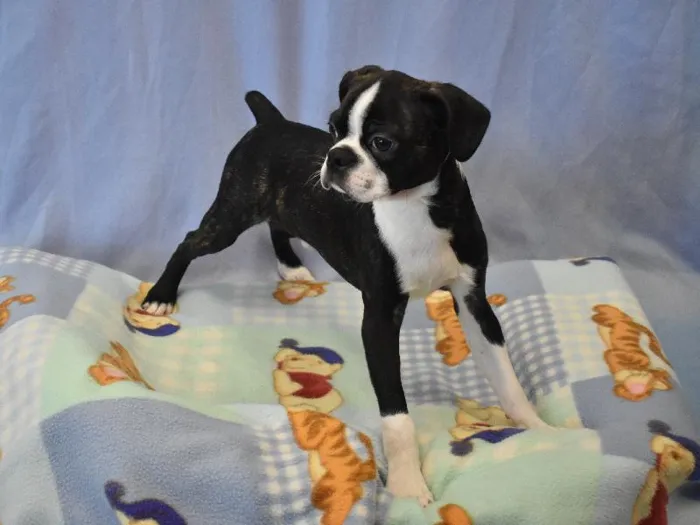 Male Bugg Puppy for sale