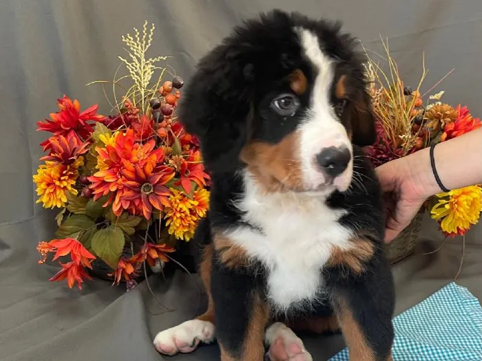 Male Bernese Mnt. Dog Puppy for sale