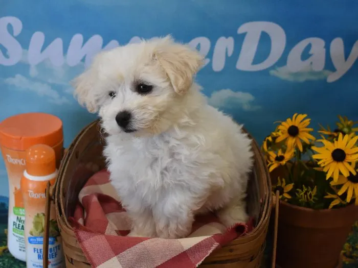 Female Hava-Chon Puppy for Sale in Winchester, VA