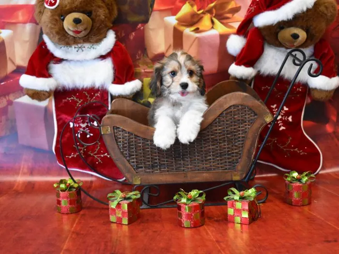 Male Bichon Frise-Cocker Spaniel Puppy for Sale in Harrisonburg, VA