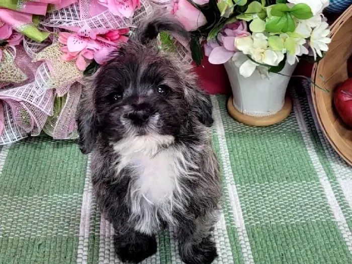 Male Westie-Poo Puppy for Sale in Winchester, VA