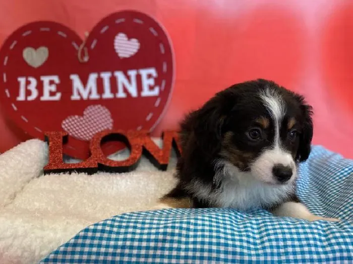 Miniature Australian Shepherd image