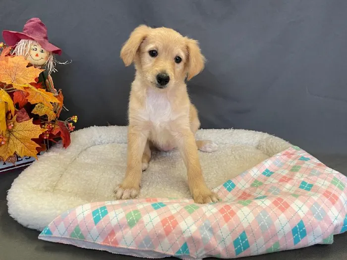 Female Eskipoo Puppy for sale