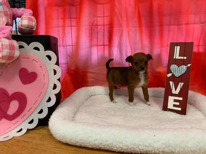 Female Poochi Puppy for sale