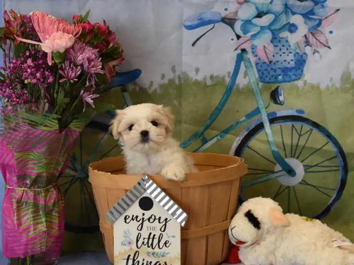 Male Cavamalt Puppy for Sale in Winchester, VA