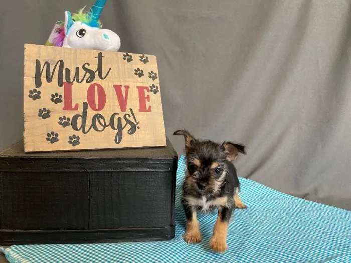 Male Chorkie Puppy for sale