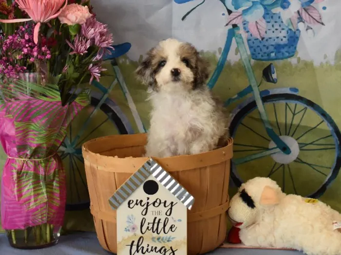 Female Mini Bernedoodle Puppy for Sale in Winchester, VA