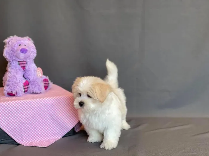 Female Lhatese Puppy for sale