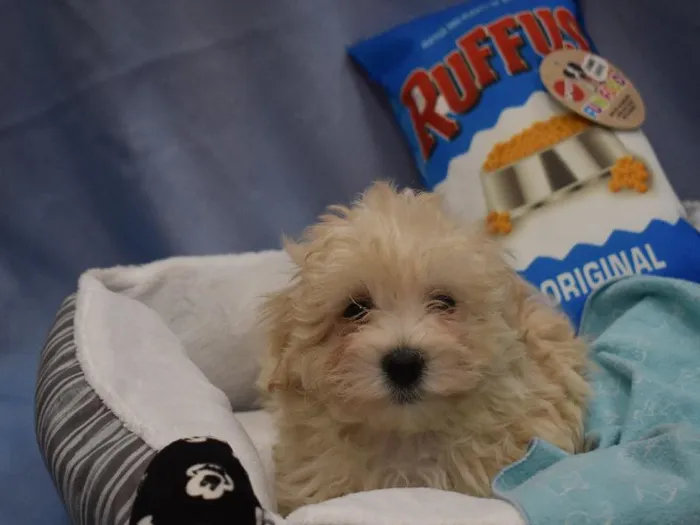 Male Maltese / Maltipoo Puppy for sale