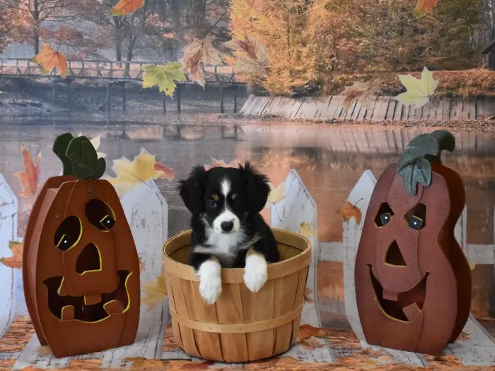 Female Miniature Australian Shepherd Puppy for Sale in Winchester, VA