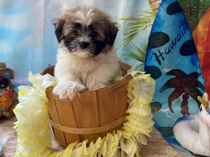 Male Shih Tzu-Pom Puppy for Sale in Winchester, VA
