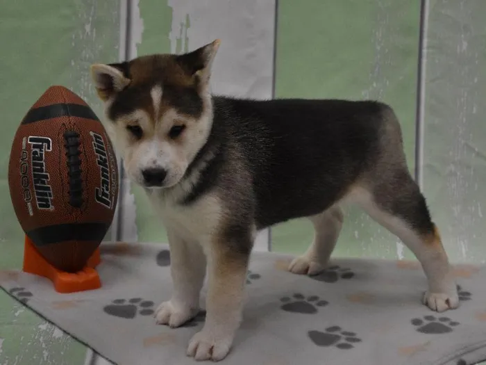 Male Husky Inu Puppy for sale