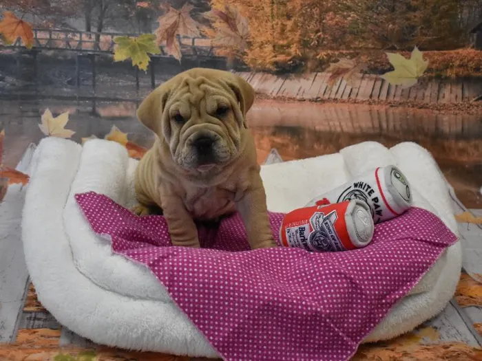 Female bulldog/shar pei Puppy for sale