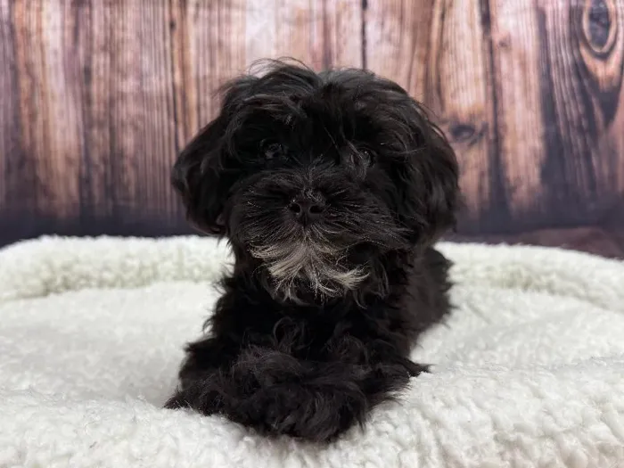 Female Maltese-Shipoo Puppy for Sale in Winchester, VA