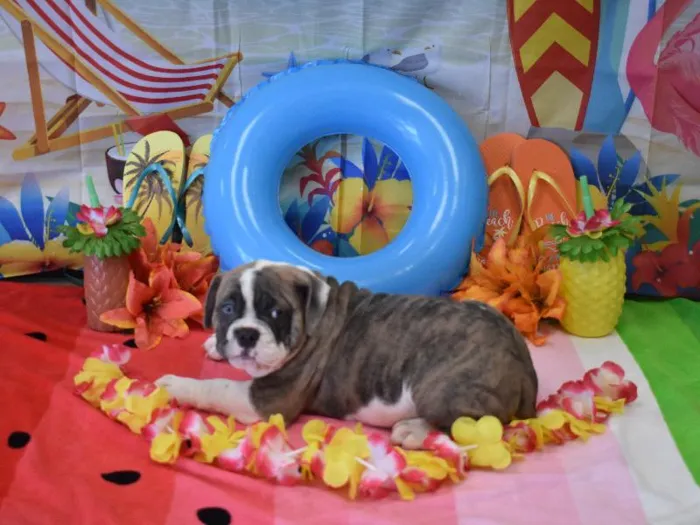 Male Olde English Bulldog Puppy for Sale in Winchester, VA
