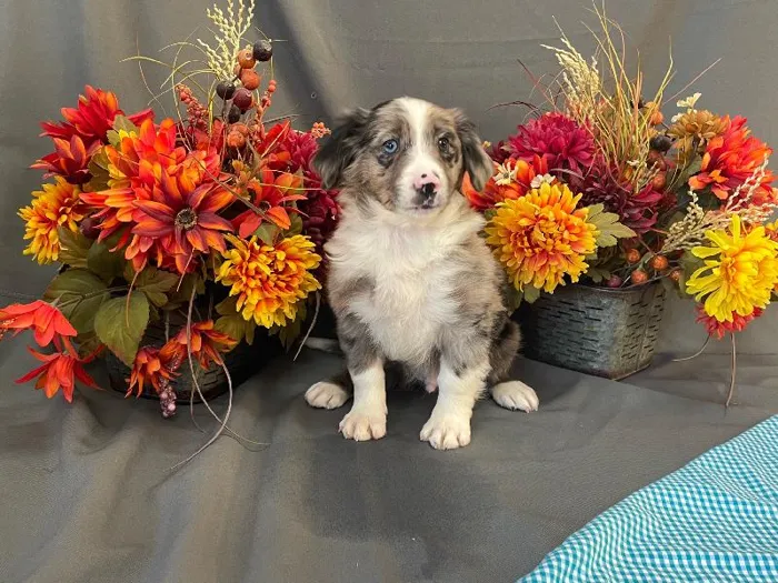 Male Sheltie-Australian Shepherd Mix Puppy for sale