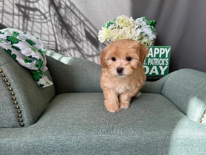 Havanese-Yochon image