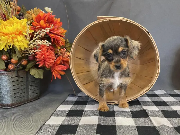 Female Cocker Spaniel/Yorkshire Terrier (Corkie) Puppy for sale